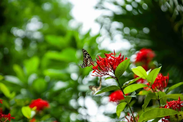 Een vlinder op rode bloemen tussen groene bladeren