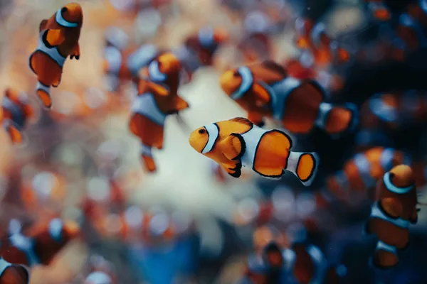 Een groep oranje-witte clownvissen onder water