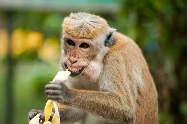 Een aap die een banaan eet