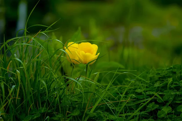 Een gele bloem tussen hoog gras