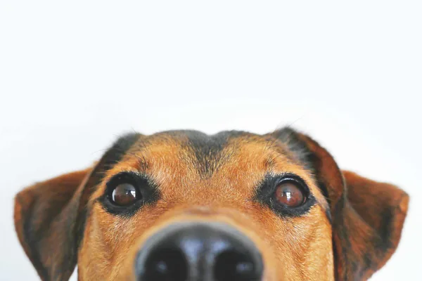Een hond die over een rand gluurt, alleen zijn ogen, oren en neus zijn te zien