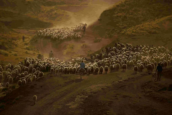 Een grote kudde schapen met herders op een stoffig pad in de heuvels