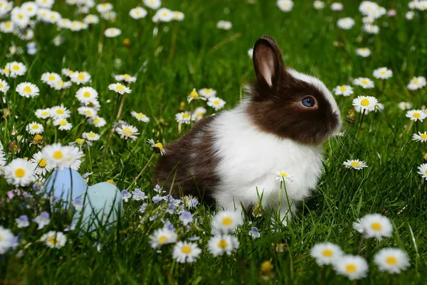 Een bruin-wit konijn in het gras tussen madeliefjes
