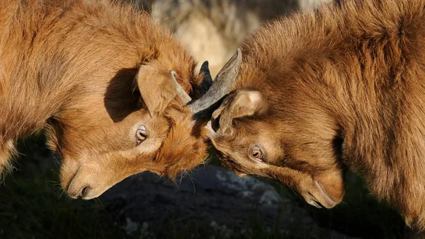 Twee geiten die met hun koppen tegen elkaar duwen