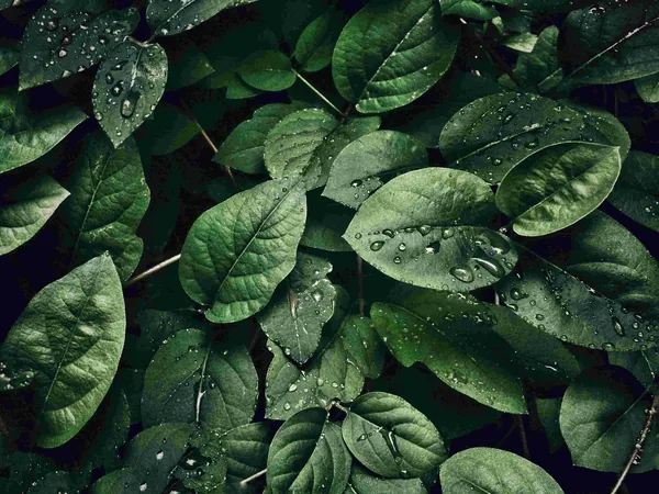 Groene bladeren met waterdruppels