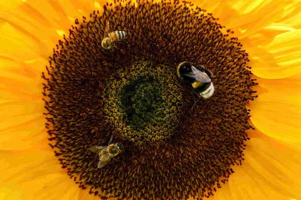 Twee bijen en een hommel op het hart van een zonnebloem